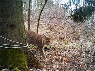 Eine Wildkamera hält im März dieses Jahres einen Luchs fest. Seit Juli gab es keine Sichtung. Sein Genmaterial verrät Experten immer wieder seinen Aufenthaltsort. Foto: privat