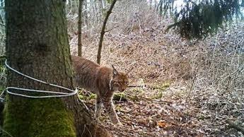 Eine Wildkamera hält im März dieses Jahres einen Luchs fest. Seit Juli gab es keine Sichtung. Sein Genmaterial verrät Experten immer wieder seinen Aufenthaltsort. Foto: privat
