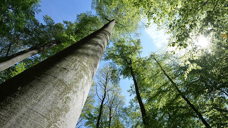 Altbuchen im Steigerwald