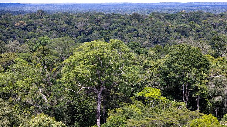 Der Regenwald in Brasilien
