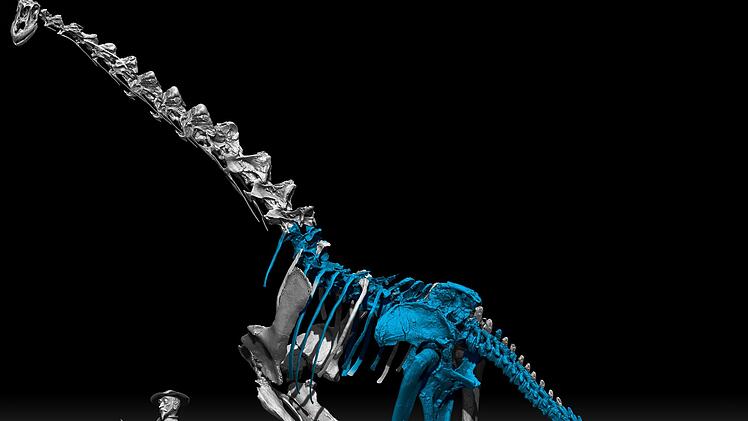 Neuer Langhals-Dinosaurier in Spanien entdeckt