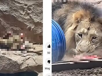Tiergarten Nürnberg verfüttert Paviane an Löwen - direkt vor Zoobesuchern