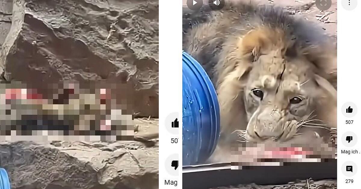 Nuremberg Zoo feeds baboons to lions – right in front of zoo visitors