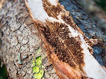 Eine vom Borkenkäfer befallene Fichte. Im Steinbacher Gemeindewald wurde der Hiebsatz wegen des Käferholzes weit übertroffen. Symbolfoto: dpa