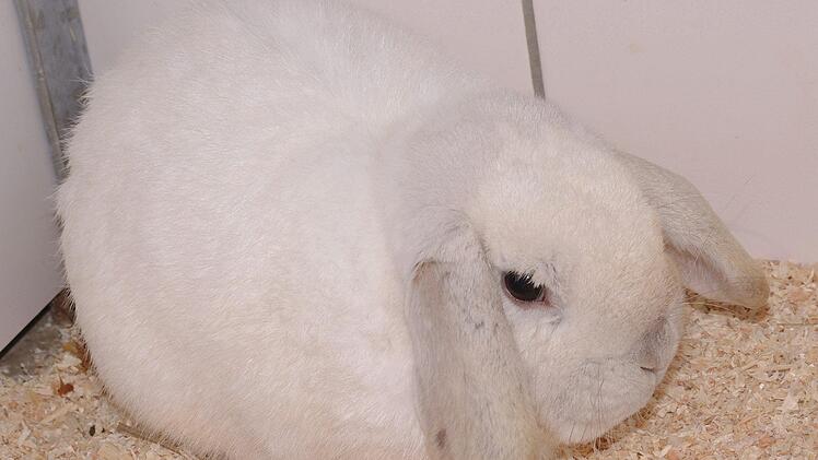 Ganz in Wei&szlig;: "Abdullah" hat wom&ouml;glich Verwandte unter den Schneehasen .... Fotos: Tierheim Kronach