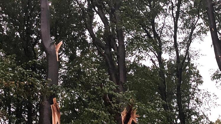 Der Sturm hat viele Bäume im Felsengarten beschädigt. Foto: privat