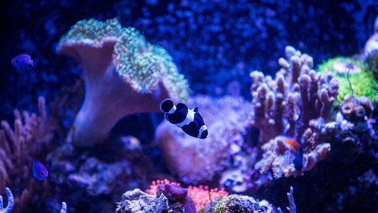 Ein schwarz-wei&szlig;er Clownfisch schwimmt am Montag (14.01.19) in einem Becken des Aquarien-Freaks Joachim Schmitt aus Waldbrunn. #Fisch #Aquarium #Aquarium varasano