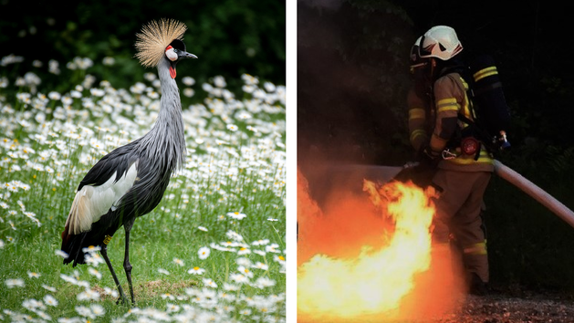 Feuerwehreinsatz im Tiergarten Nürnberg - Brandursache steht fest