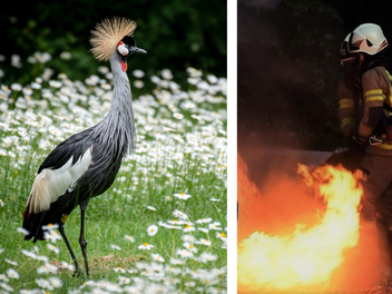 Feuerwehreinsatz im Tiergarten Nürnberg - Brandursache steht fest