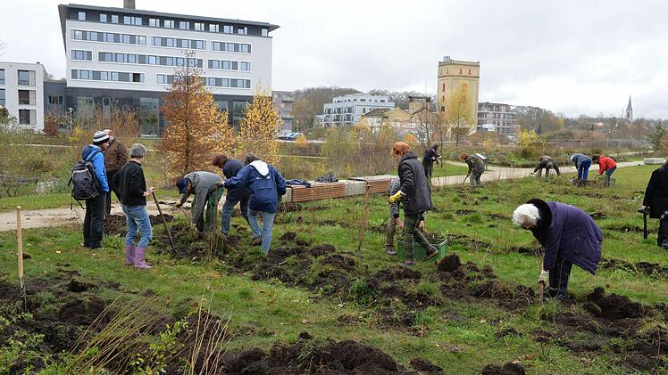 Bis zu 25 Helfer packten bei der Süßholz-Ernte mit an.  Foto: Ronald Rinklef