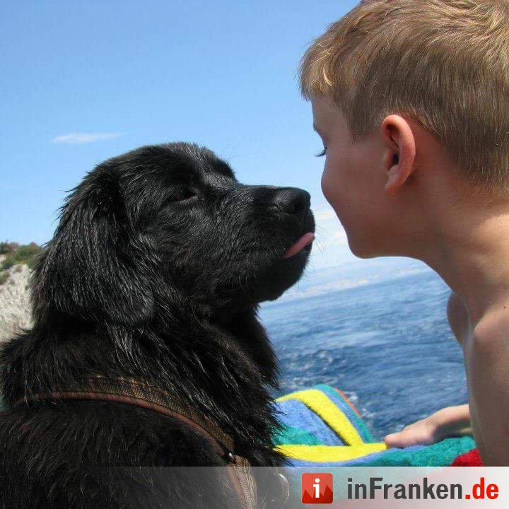 Auf den Hund gekommen: Die schönsten fränkischen Hunde unserer Nutzer