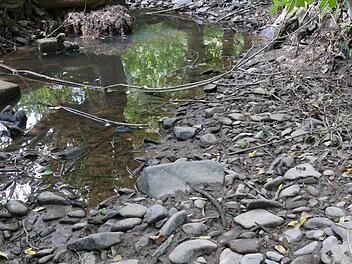 Der fast leere Buchbach. Foto: Cordula Kelle-Dingel