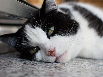 Katze (Symbolbild)