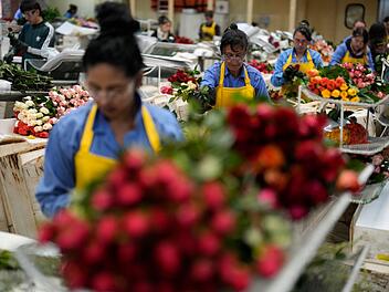 Blumenproduktion in Kolumbien