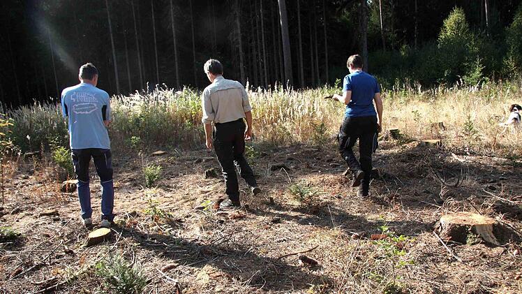 In einem Teil des Waldes wurden bereits vor drei Jahren Setzlinge gepflanzt.Richard Sänger