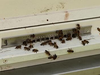 Wie stark sind die Bienen vom Glyphosat-Einsatz in der Landwirtschaft betroffen? An dieser Frage scheiden sich die Geister. Dies wurde auch bei der Informationsveranstaltung in Haßfurt deutlich.Günther Geiling