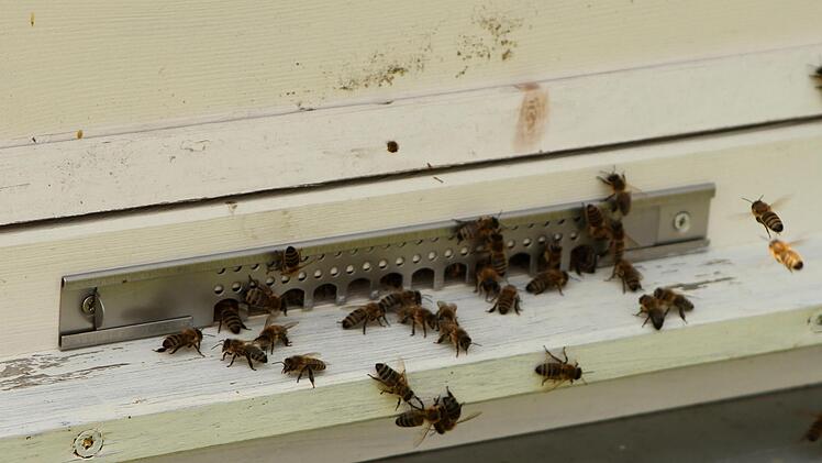 Wie stark sind die Bienen vom Glyphosat-Einsatz in der Landwirtschaft betroffen? An dieser Frage scheiden sich die Geister. Dies wurde auch bei der Informationsveranstaltung in Haßfurt deutlich.Günther Geiling