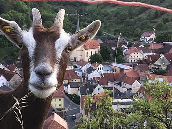 Ziegen leisten einen großen Beitrag zum Landschaftsschutz, wenn sie allerdings Weinbergsmauern und Böschungen beschädigen oder Obstbäume entrinden, ärgert das Grundstücksbesitzer. Foto: Ralf Ruppert