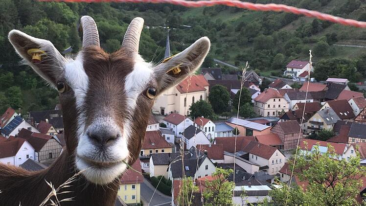 Ziegen leisten einen großen Beitrag zum Landschaftsschutz, wenn sie allerdings Weinbergsmauern und Böschungen beschädigen oder Obstbäume entrinden, ärgert das Grundstücksbesitzer. Foto: Ralf Ruppert