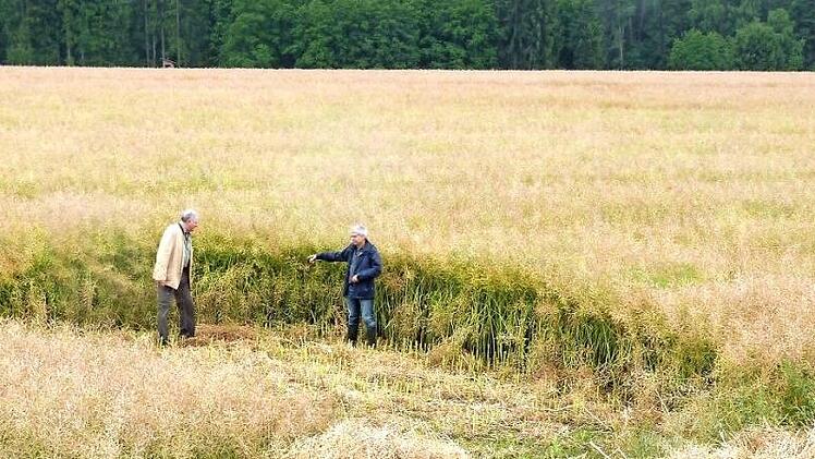 Die Anlegung eines Schussloches wie in diesem Rapsfeld ist ein probates Mittel, um die Wildschweinbejagung zu erleichtern. Im Bild Jagdpächter Adolf Reinel (rechts) und Dieter Heberlein vom BBV-Bezirksverband Foto: Werner Reißaus