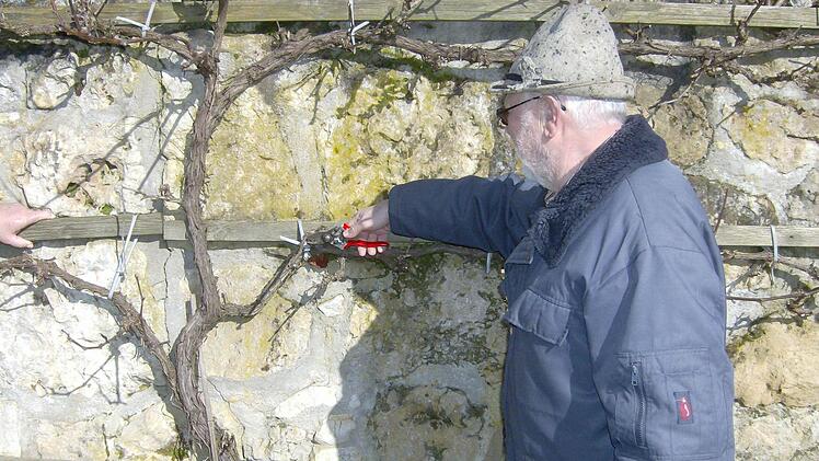 Tobias Vogel zeigt und erläutert, auf was man als Hobbywinzer unbedingt achten sollte. Fotos: Malbrich