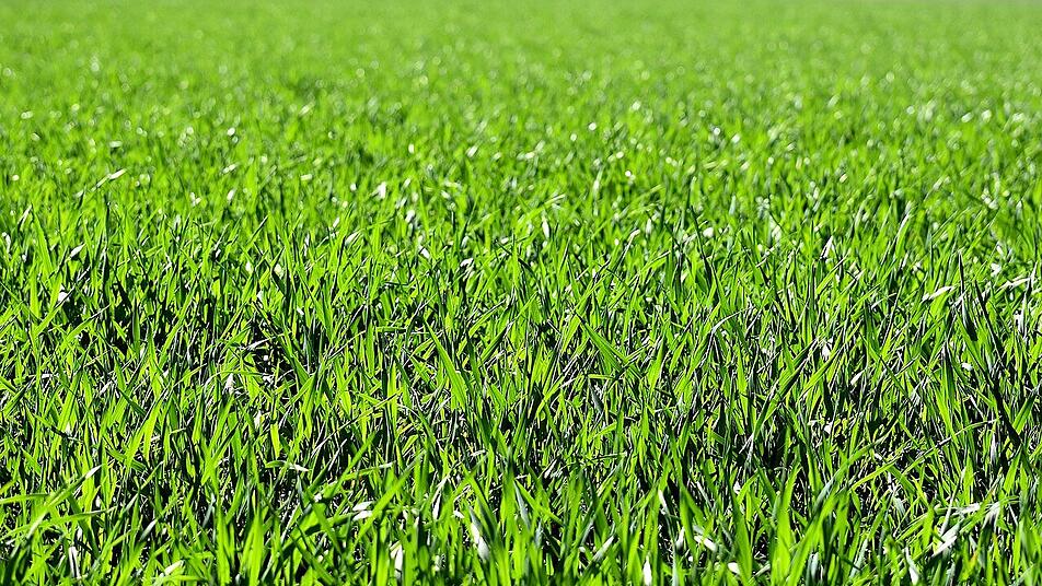 Rasendünger für den Sommer So gibst du deinem Rasen neue Energie