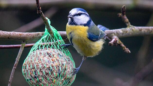 Warum du keine Meisenknödel mehr im Garten aufhängen solltest