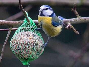 Warum du keine Meisenknödel mehr im Garten aufhängen solltest