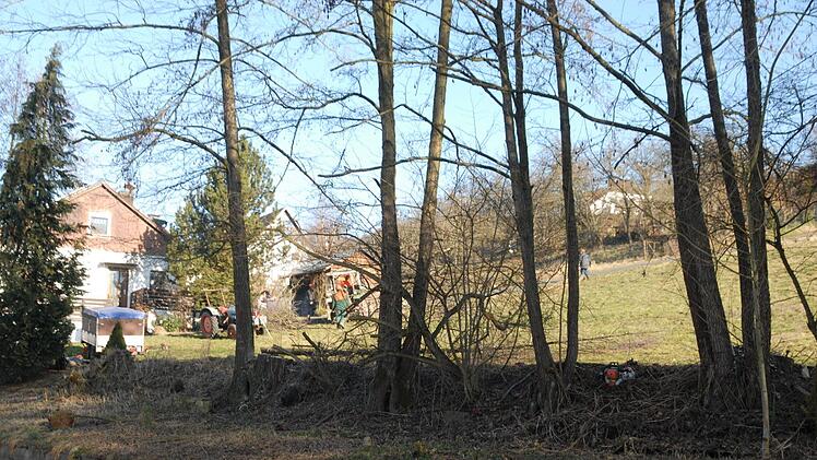 Die gefällte  Erlenreihe Foto: Petra Malbrich