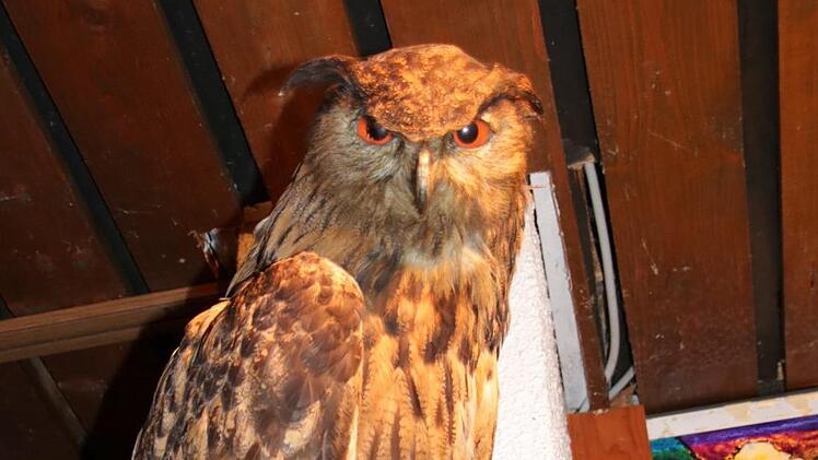 Der Uhu ist allgegenwärtig.Ralf Ruppert