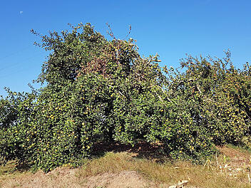 Landkreis Bad Kissingen: Landratsamt bietet Ausbildung zum Obstbaumpfleger an - um Streuobstwiesen zu erhalten