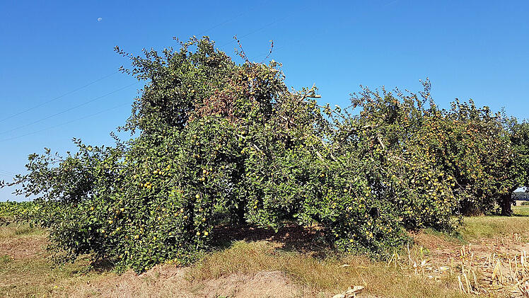 Landkreis Bad Kissingen: Landratsamt bietet Ausbildung zum Obstbaumpfleger an - um Streuobstwiesen zu erhalten