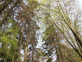 In einem Waldst&uuml;ck im Landkreis Forchheim sucht die Polizei nach einem vermissten Mann aus Ebermannstadt. Symbolfoto: Dunja Neupert/inFranken.de