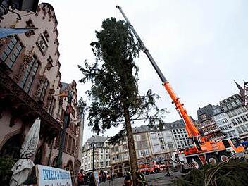 Eine 30 Meter hohe Fichte aus Oberbayern wurde jetzt auf dem Römer in Frankfurt am Main aufgestellt. Über sechs Wochen vor dem Fest hat Frankfurt damit seinen Weihnachtsbaum. Der acht Tonnen schwere Baum war mit einem Tieflader aus dem über 500 Kilometer entfernten Inzell nach Frankfurt gebracht worden. Foto: Nicolas Armer, dpa