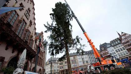 Eine 30 Meter hohe Fichte aus Oberbayern wurde jetzt auf dem Römer in Frankfurt am Main aufgestellt. Über sechs Wochen vor dem Fest hat Frankfurt damit seinen Weihnachtsbaum. Der acht Tonnen schwere Baum war mit einem Tieflader aus dem über 500 Kilometer entfernten Inzell nach Frankfurt gebracht worden. Foto: Nicolas Armer, dpa Eine 30 Meter hohe Fichte aus Oberbayern wurde jetzt auf dem Römer in Frankfurt am Main aufgestellt. Über sechs Wochen vor dem Fest hat Frankfurt damit seinen Weihnachtsbaum. Der acht Tonnen schwere Baum war mit einem Tieflader aus dem über 500 Kilometer entfernten Inzell nach Frankfurt gebracht worden. Foto: Nicolas Armer, dpa