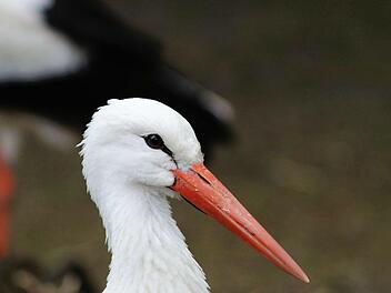 Den Hals etwas zu voll genommen hat ein Jungstorch in Schwabach und hat mit seinen Schwierigkeiten f&uuml;r eine Menschenansammlung in der Innenstadt gesorgt. Symbolfoto: Pixabay
