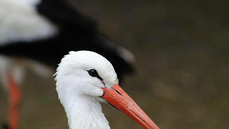 Den Hals etwas zu voll genommen hat ein Jungstorch in Schwabach und hat mit seinen Schwierigkeiten f&uuml;r eine Menschenansammlung in der Innenstadt gesorgt. Symbolfoto: Pixabay
