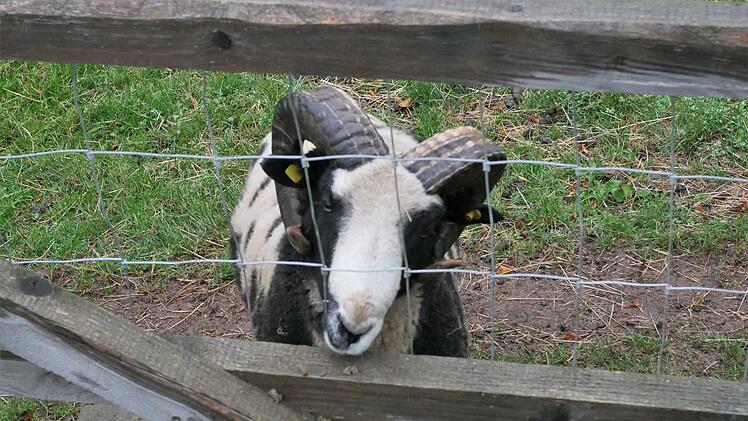 Die Tiere sind so zutraulich, dass sie mitgebrachte Lebensmittel direkt verzehren.