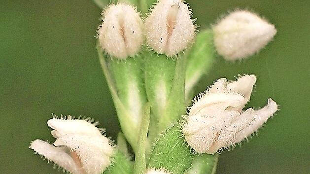 Die Bl&uuml;ten des Kriechenden Netzblatts sind eher unspektakul&auml;r.  Foto: Adolf Riechelmann