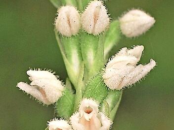 Die Bl&uuml;ten des Kriechenden Netzblatts sind eher unspektakul&auml;r.  Foto: Adolf Riechelmann
