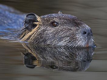 Nutria im Spreewald
