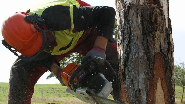 Tobias Muth                      übt an einem Baumstamm den richtigen Schnitt.   Foto: Arkadius Guzy