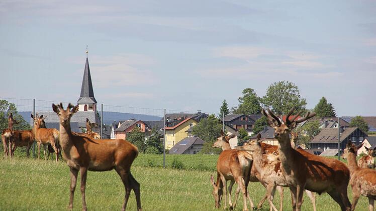 Mit dem Teleobjektiv aufgenommen, sieht das aus, als ob die Hirsche direkt hinter den Häusern und neben der Kirche grasen würden.  Foto: Friedwald Schedel