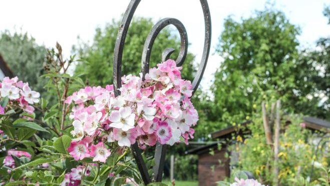 Impressionen aus Sonja Promeuschels Rosengarten Foto: Barbara Herbst