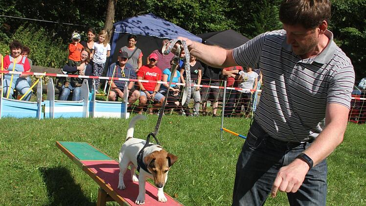 Jack Russell Lennie fand den Parcours nicht so gelungen ...