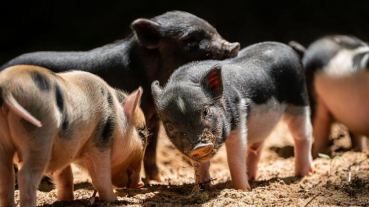 Tiergarten Nürnberg: Streichelverbot für niedlichen Nachwuchs im Kinderzoo - Viren-Gefahr