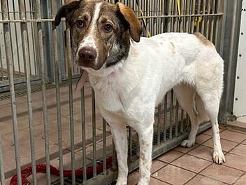 Hündin in Kleinostheim ausgesetzt Hündin in Kleinostheim ausgesetzt