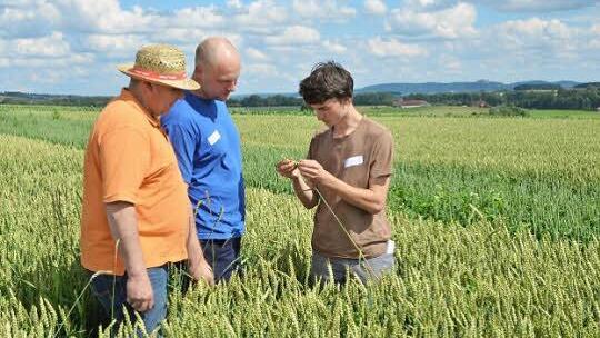 Die Prüfer Thomas Ehrsam (links) und Stefan Hofmann lassen sich von André Steiner erklären, wie er einen Weizenbestand beurteilt.