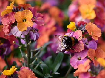 Die Zeit ist reif für Sommerblumen in leuchtenden Farben. Foto: Nicolas Armer/ dpa