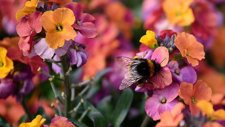 Die Zeit ist reif für Sommerblumen in leuchtenden Farben. Foto: Nicolas Armer/ dpa